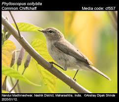 Attēlu rezultāti vaicājumam “Phylloscopus collybita”