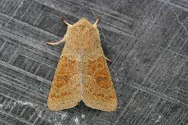 Attēlu rezultāti vaicājumam “Orthosia miniosa imago”