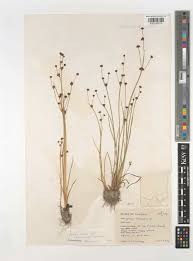 Attēlu rezultāti vaicājumam “Juncus alpinoarticulatus”