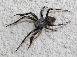 Attēlu rezultāti vaicājumam “Araneus angulatus”