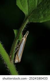 Attēlu rezultāti vaicājumam “Oncocera semirubella”