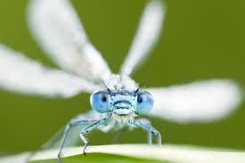 Attēlu rezultāti vaicājumam “Enallagma cyathigerum”