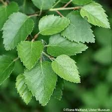 Attēlu rezultāti vaicājumam “Betula pubescens”