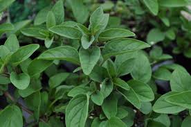 Attēlu rezultāti vaicājumam “Origanum vulgare leaf”