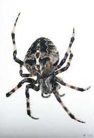 Attēlu rezultāti vaicājumam “Araneidae”