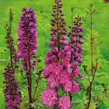 Image result for Rittersporn