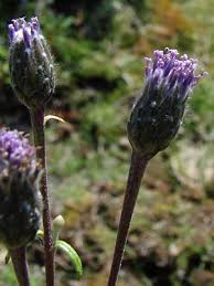 Attēlu rezultāti vaicājumam “Saussurea esthonica”