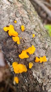 Attēlu rezultāti vaicājumam “Dacrymyces chrysospermus”