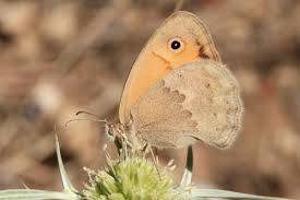 Attēlu rezultāti vaicājumam “Coenonympha pamphilus underside”