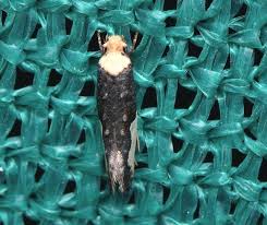 Attēlu rezultāti vaicājumam “Monopis monachella”