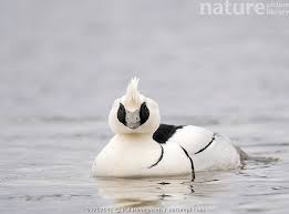 Attēlu rezultāti vaicājumam “Mergus albellus”