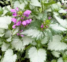 Attēlu rezultāti vaicājumam “Lamium maculatum”