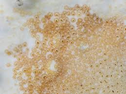 Attēlu rezultāti vaicājumam “Porotheleum fimbriatum”