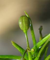 Attēlu rezultāti vaicājumam “Subularia aquatica”