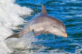 Image result for Tursiops truncatus