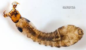 Attēlu rezultāti vaicājumam “larva”