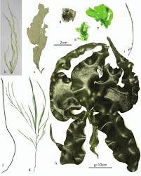 Attēlu rezultāti vaicājumam “Enteromorpha sp.”