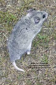 Attēlu rezultāti vaicājumam “Cricetidae”