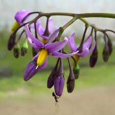 Attēlu rezultāti vaicājumam “Solanum dulcamara”