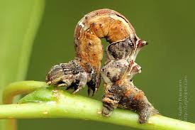 Attēlu rezultāti vaicājumam “Selenia dentaria larva”