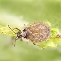 Attēlu rezultāti vaicājumam “Acalypta carinata”