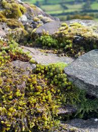 Attēlu rezultāti vaicājumam “Polytrichum piliferum”