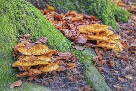 Attēlu rezultāti vaicājumam “Pholiota aurivella”