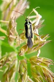 Attēlu rezultāti vaicājumam “Stenotus binotatus”