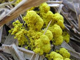 Image result for Fuligo septica