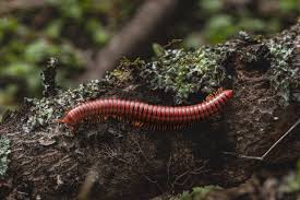 Attēlu rezultāti vaicājumam “Diplopoda”