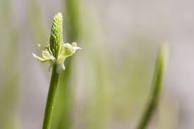 Attēlu rezultāti vaicājumam “Myosurus minimus flower”