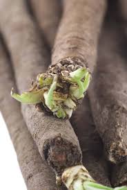 Image result for Schwarzwurzeln