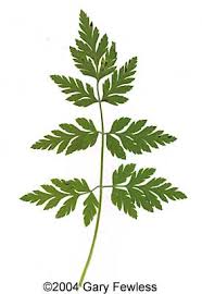 Attēlu rezultāti vaicājumam “Torilis japonica”