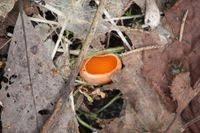 Attēlu rezultāti vaicājumam “Sarcoscypha austriaca var. lutea”