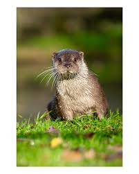 Attēlu rezultāti vaicājumam “Lutra lutra”