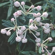 Attēlu rezultāti vaicājumam “Andromeda polifolia bud”