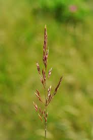 Attēlu rezultāti vaicājumam “Agrostis canina”