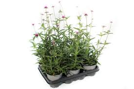 Image result for Kugelamarant