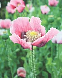 Attēlu rezultāti vaicājumam “Papaveraceae”