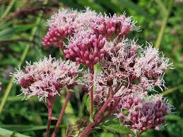 Image result for Eupatorium cannabinum
