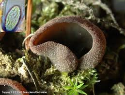 Attēlu rezultāti vaicājumam “Peziza badia”