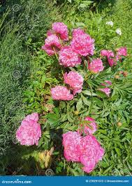 Attēlu rezultāti vaicājumam “Paeoniaceae”