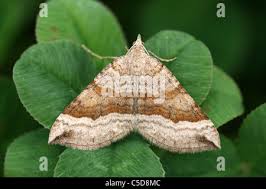 Attēlu rezultāti vaicājumam “Scotopteryx chenopodiata”