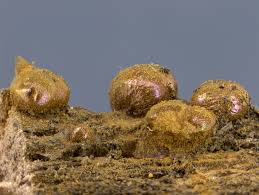 Attēlu rezultāti vaicājumam “Dianema nivale”