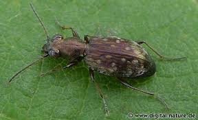 Attēlu rezultāti vaicājumam “Asaphidion pallipes”