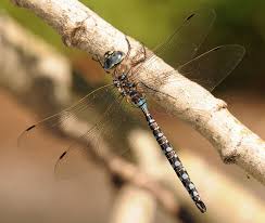 Attēlu rezultāti vaicājumam “Aeshnidae”