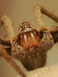 Attēlu rezultāti vaicājumam “Pisaura mirabilis male”