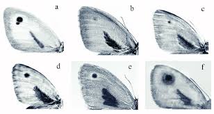 Attēlu rezultāti vaicājumam “Hyponephele lycaon male”