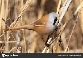 Attēlu rezultāti vaicājumam “Panurus biarmicus male”
