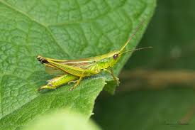 Attēlu rezultāti vaicājumam “Chrysochraon dispar”